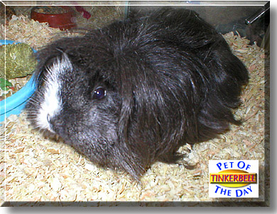 Tinkerbell, the Pet of the Day