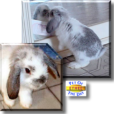 Ethel, the Pet of the Day