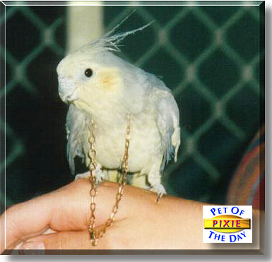 Pixie, the Pet of the Day