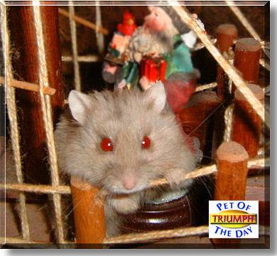 Triumph, the Pet of the Day