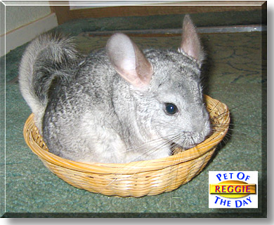 Reggie, the Pet of the Day