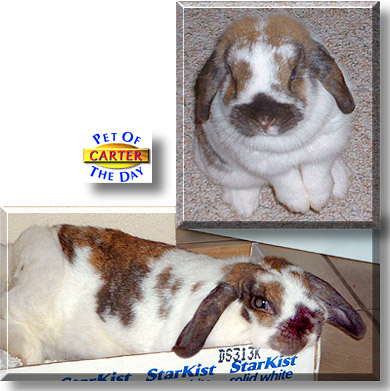 Carter, the Pet of the Day