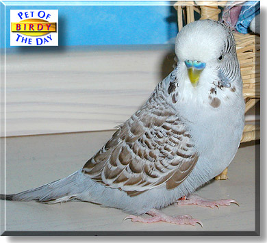 Birdy, the Pet of the Day