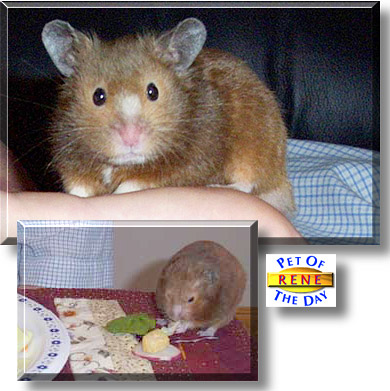 Rene, the Pet of the Day
