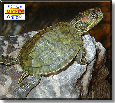 Mickey, the Pet of the Day