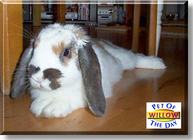 Willow, the Pet of the Day