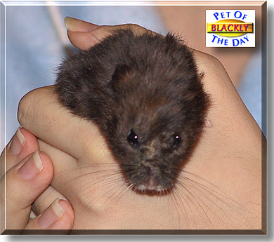Blackly, the Pet of the Day