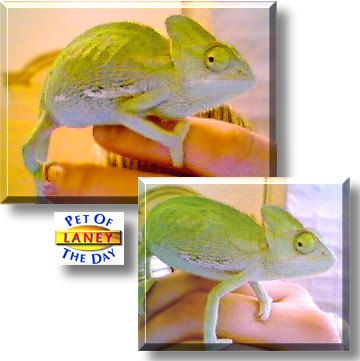 Laney, the Pet of the Day