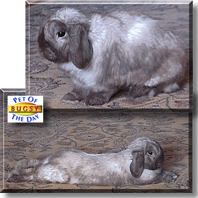 Bugsy, the Pet of the Day