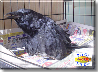 Hagrid, the Pet of the Day