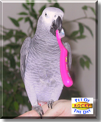Rocky, the Pet of the Day