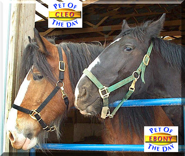 Cleo, Ebony, the Pet of the Day