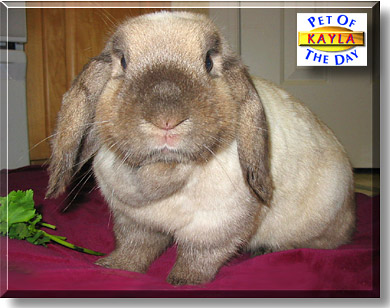 Kayla, the Pet of the Day