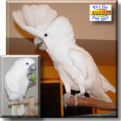 Buddy, the Pet of the Day