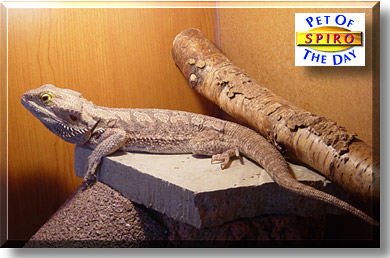 Spiro, the Pet of the Day