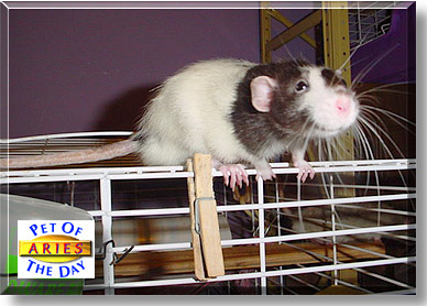 Aries, the Pet of the Day