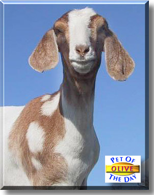 Olive, the Pet of the Day