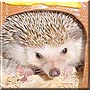 Brandon the African Pygmy Hedgehog