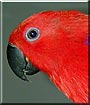 Corona the Eclectus parrot