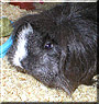 Tinkerbell the Sheltie Guinea Pig