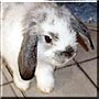 Ethel the Lop Rabbit