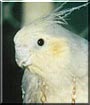 Pixie the Cockatiel
