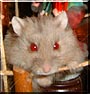 Triumph the Russian Dwarf Hamster