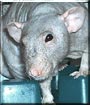 Nino the Dumbo hairless rat