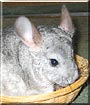 Reggie the Chinchilla