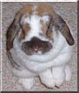 Carter the French Lop