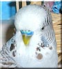 Birdy the English Budgie