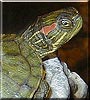 Mickey the Red eared slider