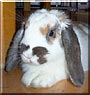 Willow the Mini Lop Rabbit