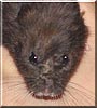 Blackly the Syrian hamster