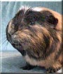 Moe the Guinea Pig