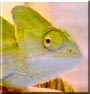 Laney the Veiled Chameleon