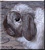 Bugsy the Dwarf Lop
