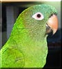 Happy the Blue crowned Conure