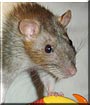 Squirmy the Fancy Rat