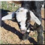 Asher the Nubian, Pygmy Goat