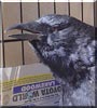 Hagrid the American Crow