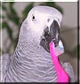 Rocky the African Grey