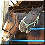 Cleo, Ebony the Clydesdale, Hackney mix