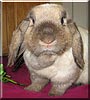 Kayla the Lop Eared Rabbit