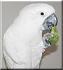 Buddy the Umbrella Cockatoo