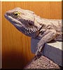 Spiro the Australian Bearded Dragon