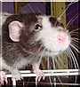 Aries the Fancy Rat