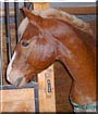 Riley the Belgian horse