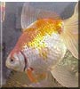 Midas the Fantail Goldfish