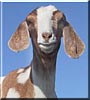 Olive the Boer Goat